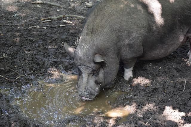 詹姆斯绝杀背后，湖人的防守太烂了！.